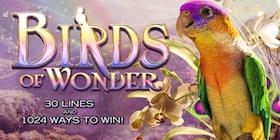 Birds of Wonder